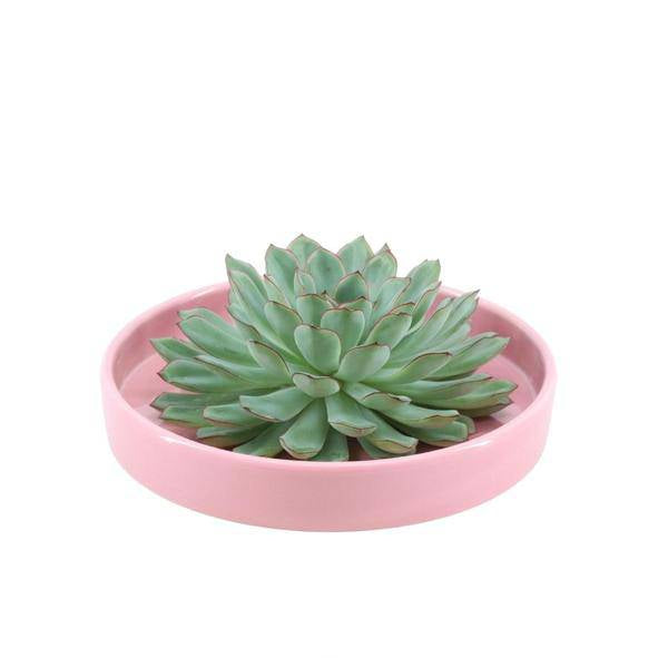 Sukkulente - Echeveria Pulidonis in Schale 'Rosa' - Zimmerpflanze - Ø20cm - ↕5cm 