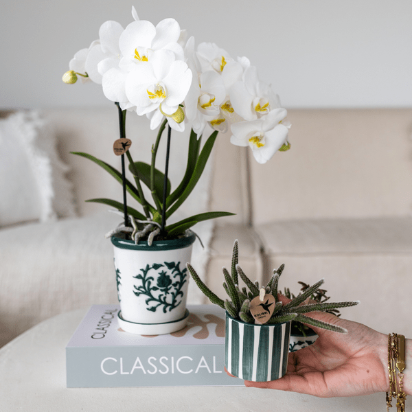 Orchidee Amabilis Weiß im Malaga-Topf Ø9cm und Sukkulente im Painted Stripe-Topf Grün Ø6cm - Pflanzenset - Zimmerpflanze 