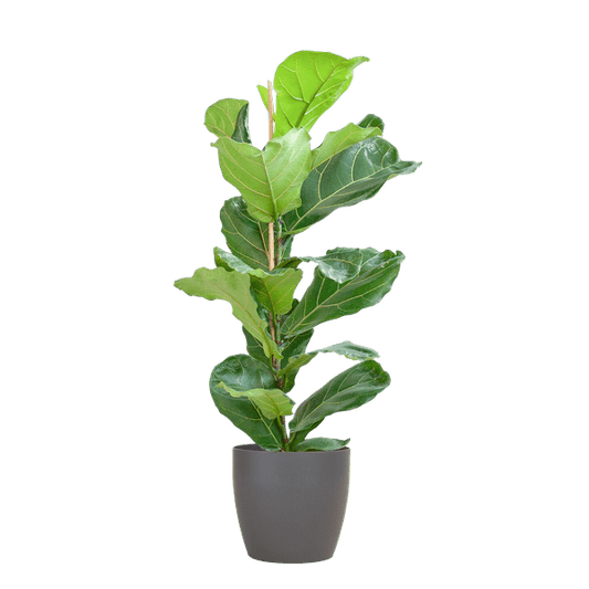 Ficus Lyrata – Geigen-Feige – Zimmerpflanze – 80 cm – Ø21 cm – inkl. Topf Viber Grau – Große Blätter, pflegeleicht, dekorativ 