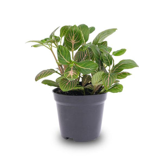Fittonia Joly Josan – Mosaikpflanze – Zimmerpflanze – Terrarienpflanze – Tropische Pflanze mit roten & grünen Blättern – Ø8,5cm 
