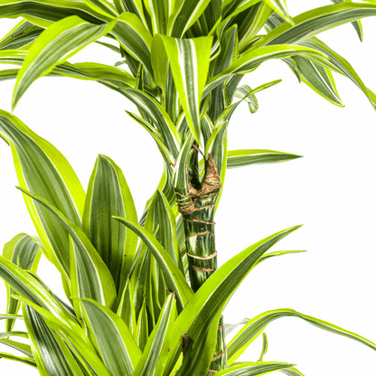 Dracaena Deremensis Lemon Lime – Drachenbaum – Ø24cm – ↕130-150cm – Exotische Zimmerpflanze mit grün-gelben Blättern – Pflegeleicht & luftreinigend 