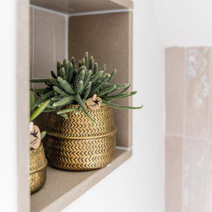 Sukkulenten 2er-Set in goldenen Rillen-Keramiktöpfen – Ø9 cm – Pflegeleichte Crassula Ovata & Crassula Hobbit – Dekorative Zimmerpflanzen für Zuhause & Büro 