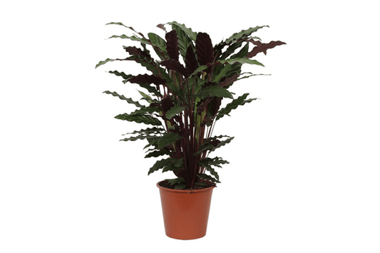 Calathea Wavestar – Korbmarante – Zimmerpflanze Ø19cm – Höhe ca. 80cm – Exotische Blattschmuckpflanze für Innenräume 