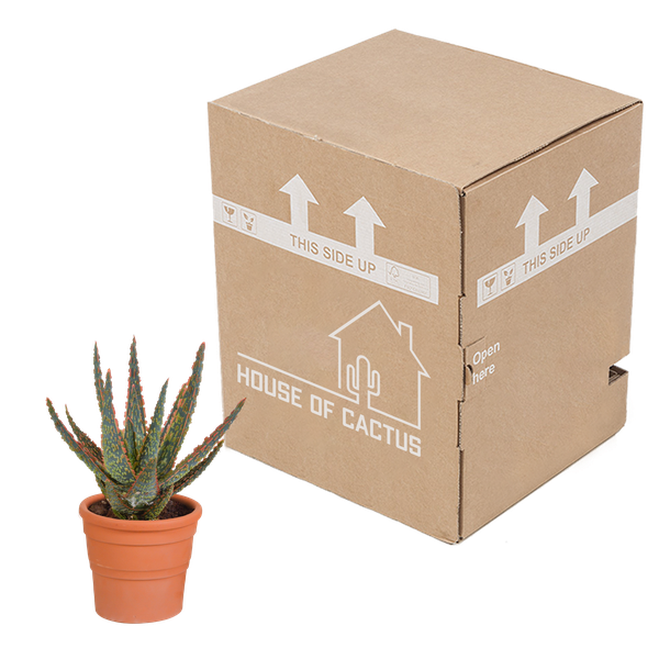 Sukkulente - Aloe Zebrina Dannyz - 10,5cm - Zimmerpflanze - im Terrakotta-Topf 