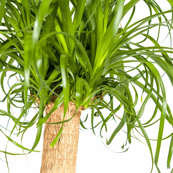 Beaucarnea Recurvata – Elefantenfuß – Ø24cm – ↕80-100cm – Pflegeleichte Zimmerpflanze mit markantem Stamm & eleganten Blättern – Trockenheitsresistent 