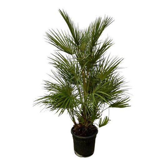 Chamaerops Humilis – Grüne Zwergpalme – Zimmerpflanze – Ø24cm – Höhe ca. 130cm – Mediterrane Palme für Wohnzimmer, Wintergarten, Balkon und Terrasse 