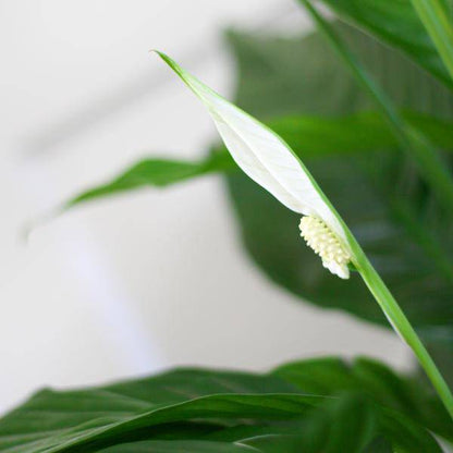 Spathiphyllum Sweet Lauretta – Scheidenblatt – Zimmerpflanze + Topf Viber Grau – ↕80cm – Ø21cm – Friedenslilie mit eleganten weißen Blüten – Pflegeleicht & dekorativ für Innenräume 