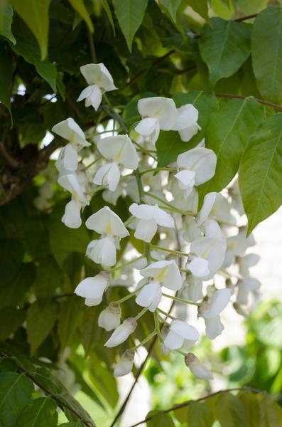 Weißer Blauregen - Wisteria floribunda 'Longissima Alba' - Weißer Regen - Ø15cm - ↕65cm 