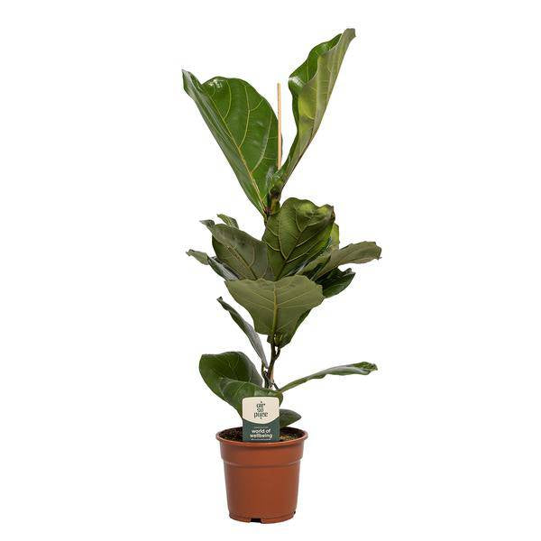 Geigen-Feige Ficus Lyrata – Zimmerpflanze – Ø17cm – 60cm hoch – Dekorative Pflanze für Wohnzimmer & Büro – Luftreinigend & Pflegeleicht 