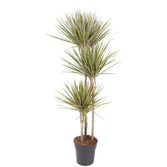 Drachenbaum – Dracaena Bicolor Carrousel 150cm – Ø24cm – Zimmerpflanze mit zweifarbigen Blättern in Grün & Cremeweiß – Pflegeleichte dekorative Grünpflanze für Wohnzimmer, Büro & Wintergarten 