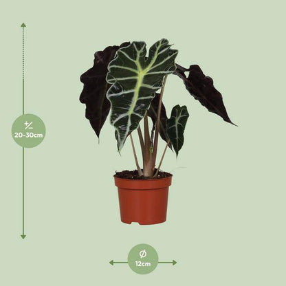 Pfeilblatt - Alocasia Amazonica Polly - Zimmerpflanze - Ø12cm - ↕30cm 