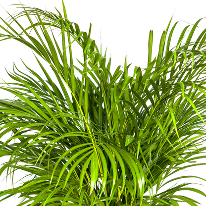 Dypsis Areca Lutescens – Goldfruchtpalme – Zimmerpflanze Ø24cm ↕120-140cm – Tropisch & dekorativ – Federartige Blätter – Pflegeleicht 