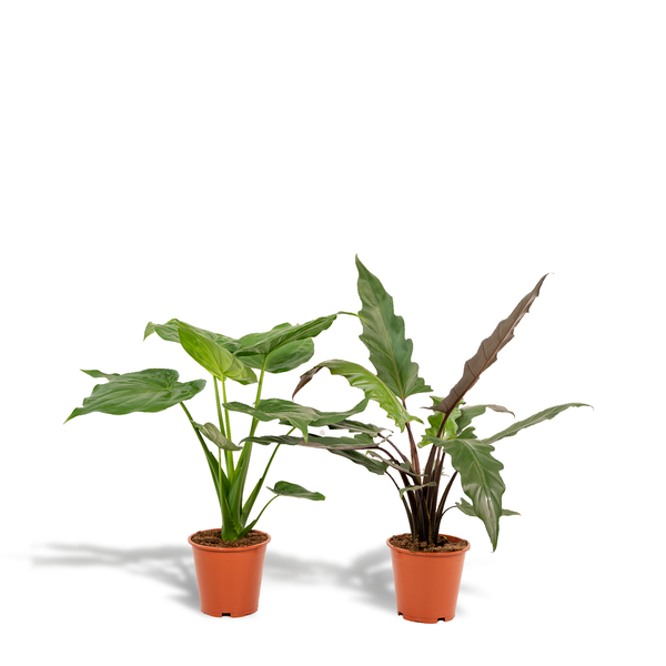 Alocasia Cucullata - Ø19cm - ↕60cm + Alocasia Lauterbachiana - Ø19cm - ↕75cm 
