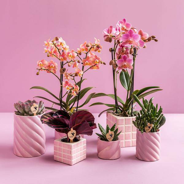 Candy Dekotopf – Hoch – Rosa – Ø9cm – Keramik Übertopf – Runde Form – Farbenfrohes Design – Für Zimmerpflanzen & Orchideen 