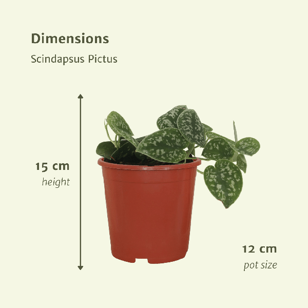 Efeutute - Scindapsus Pictus Epipremnum - Zimmerpflanze - 5cm - ø12cm - 4 Stück 