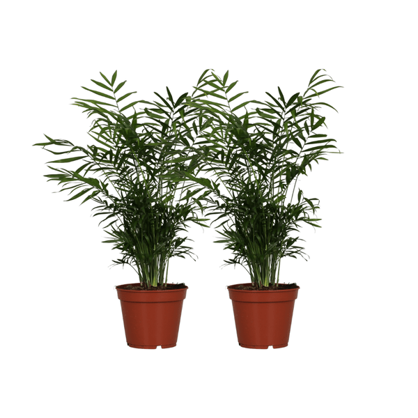 Chamaedorea Elegans – Mexikanische Bergpalme – 2 Zimmerpflanze – Ø17cm – Höhe ca. 55cm – Pflegeleichte Grünpflanze für Innenräume 