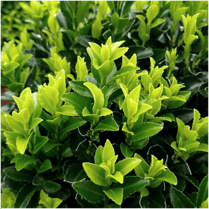 Euonymus Green Spire – Japanischer Spindelstrauch – 12 Pflanzen Ø7cm – ↕15cm – Immergrün & Winterhart – Buchsbaum Ersatz für Hecke und Garten 