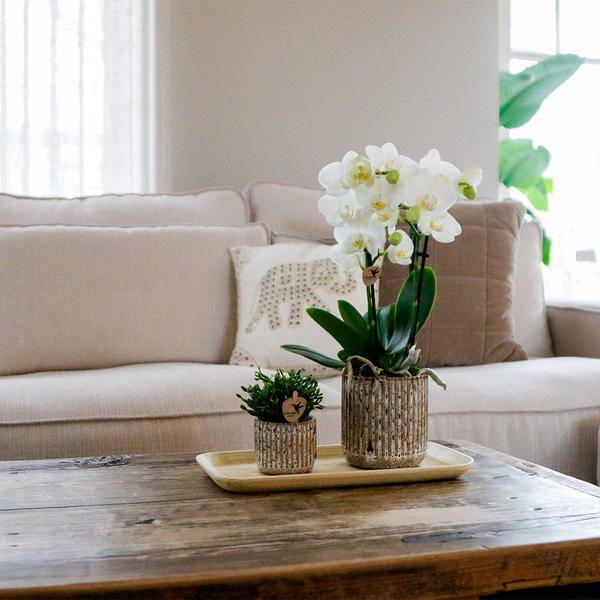 Set aus gelb-roter Phalaenopsis-Orchidee & Sukkulente auf Bambustablett – Blühende Zimmerpflanze & Grünpflanze im Deko-Arrangement – Fertig zum Verschenken 