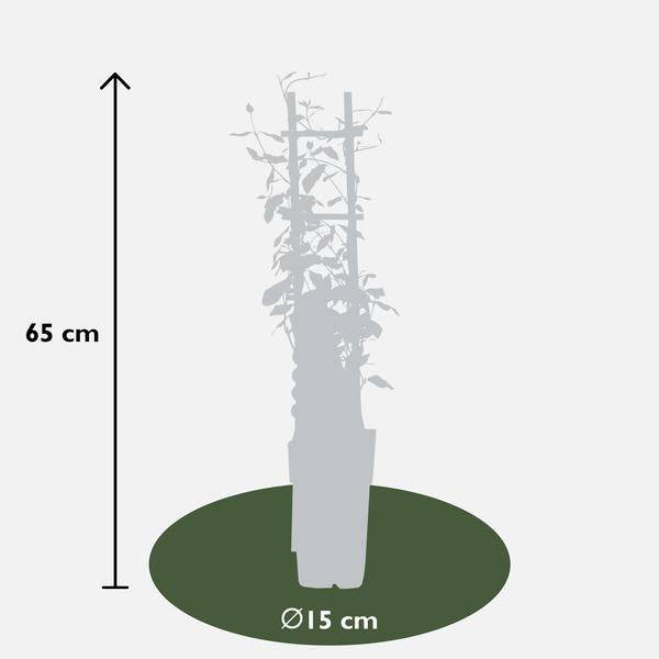 Sternjasmin Trachelospermum – Duftende Kletterpflanzen-Mischung – 3er-Set – ca. 65cm hoch im Ø15cm – Immergrün & winterhart – Für Garten, Terrasse & Balkon 