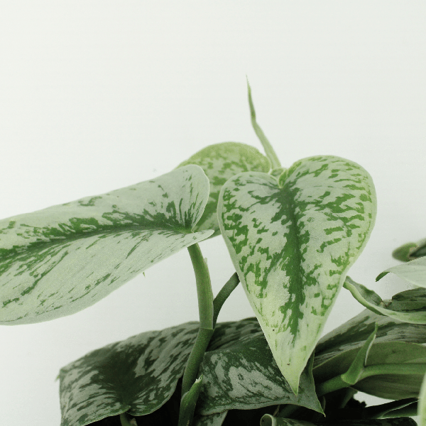 Efeutute - Scindapsus Pictus Trebie Epipremnum - Ø15cm - ↕25cm - 2 Stück 