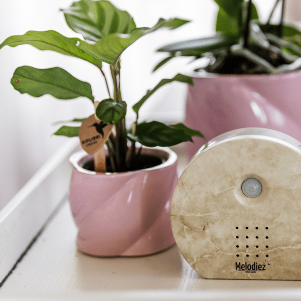 Melodiez Spieluhr Naturstein – Melody Nature Box – Klangbox mit Bewegungsmelder – Vogelgesang, Meeresrauschen & Dschungelklänge – Entspannung & Geschenkidee 