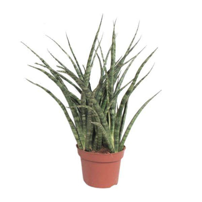 Bogenhanf - Sansevieria Fernwood Punk - Zimmerpflanze - Ø12cm - ↕35cm 