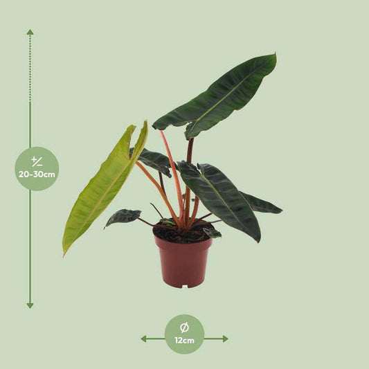 Baumfreund - Philodendron Billietiae - Zimmerpflanze - Ø12cm - ↕25cm 