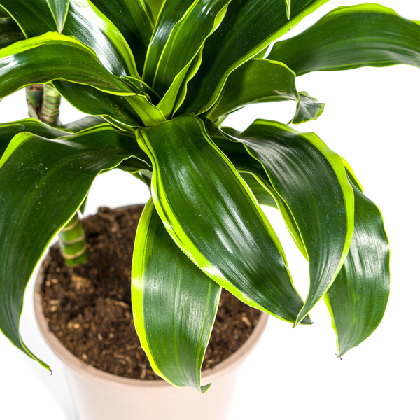 Dracaena Deremensis Dorado – Drachenbaum – Zimmerpflanze – Ø21cm – Höhe 100–120cm – Dunkelgrüne Blätter mit gelbem Rand – Pflegeleicht & dekorativ 