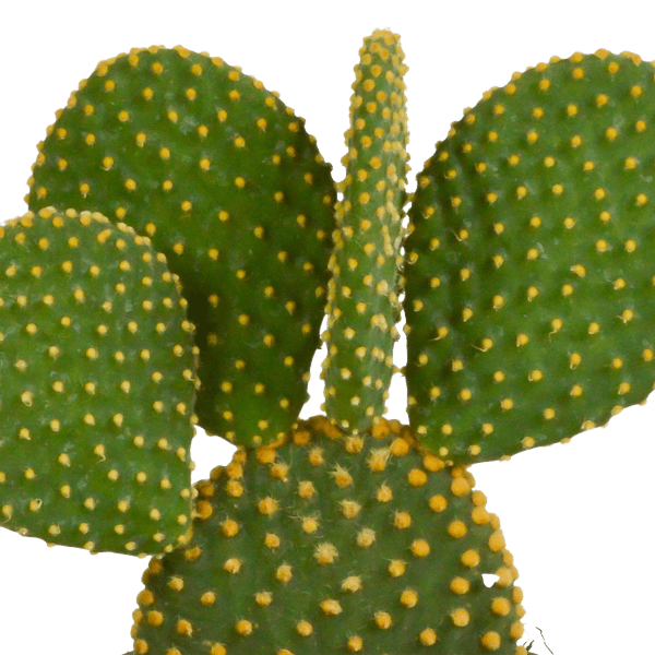 Hasenohrenkaktus - Opuntia microdasys - Zimmerpflanze - Sukkulente - 12cm 