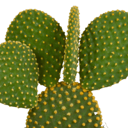 Hasenohrenkaktus - Opuntia microdasys - Zimmerpflanze - Sukkulente - 12cm 