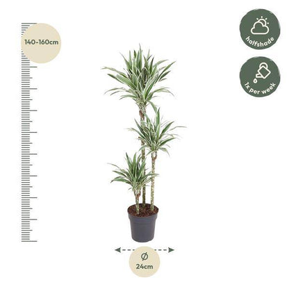 Drachenbaum – Dracaena White Stripe 150cm – Ø24cm – Zimmerpflanze mit grünen Blättern & weißen Streifen – Elegante pflegeleichte Dekopflanze für Wohnzimmer, Büro & Wintergarten 