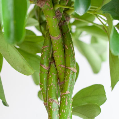 Schefflera Arb Nora – Strahlenaralie – Zimmerpflanze + Topf Viber Grau – ↕70cm – Ø21cm – Kletterpflanze mit auffälligen Handblättern – Pflegeleicht & dekorativ für Innenräume 