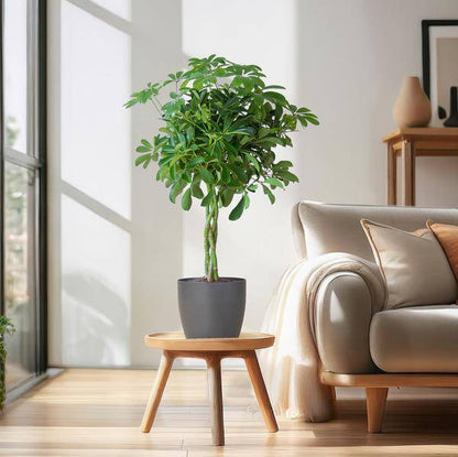 Schefflera Arb Nora – Strahlenaralie – Zimmerpflanze + Topf Viber Grau – ↕70cm – Ø21cm – Kletterpflanze mit auffälligen Handblättern – Pflegeleicht & dekorativ für Innenräume 