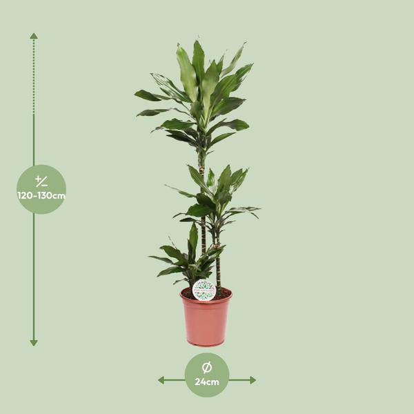 Drachenbaum - Dracaena Janet Lind - Zimmerpflanze - Ø24cm - ↕130cm 