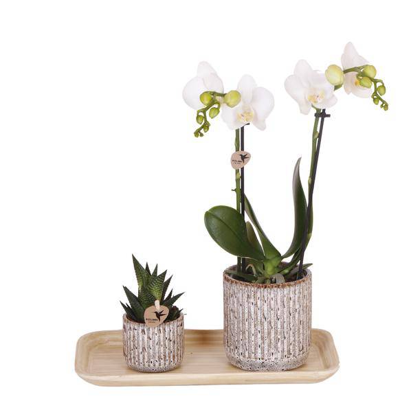 Set aus gelb-roter Phalaenopsis-Orchidee & Sukkulente auf Bambustablett – Blühende Zimmerpflanze & Grünpflanze im Deko-Arrangement – Fertig zum Verschenken 