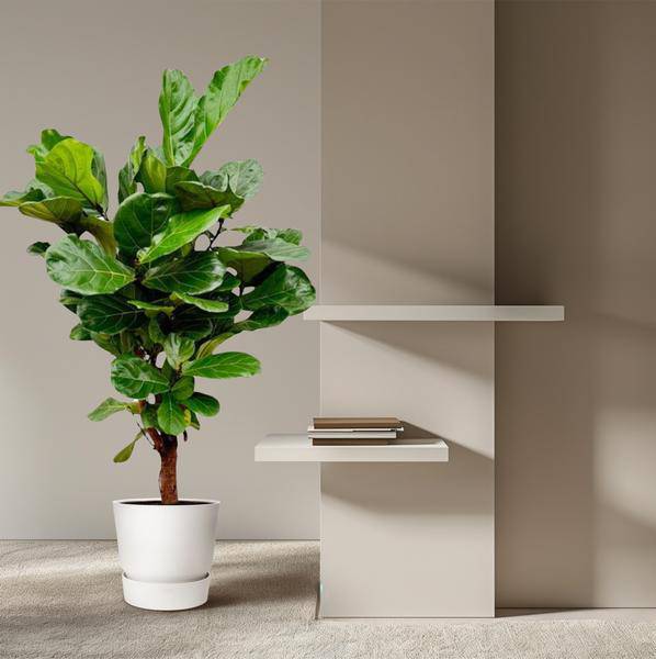 Geigenfeige – Ficus Lyrata – Zimmerpflanze – 150cm – Ø24cm – tropische Grünpflanze mit großen dekorativen Blättern 