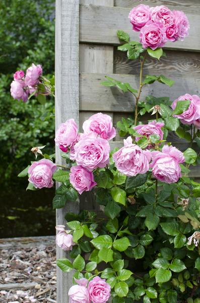 Rosa Rose -Rosa Crazy in love 'Pink' -  Ø15cm - ↕65cm 