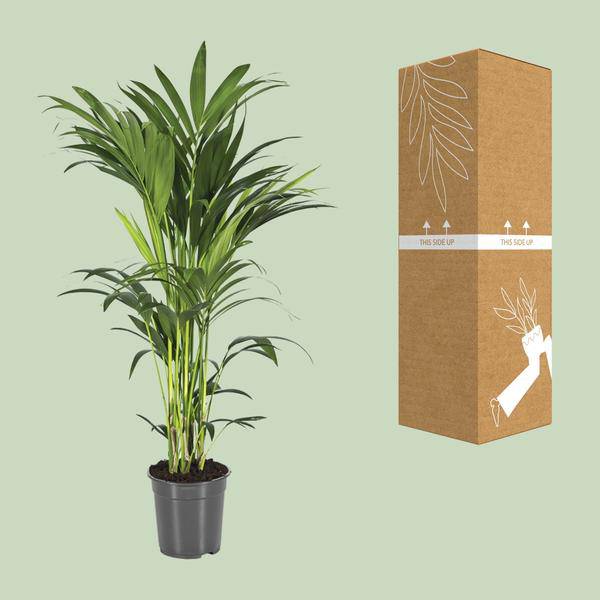 Kentiapalme - Howea Forsteriana - Zimmerpflanze - Ø21cm - ↕100cm 