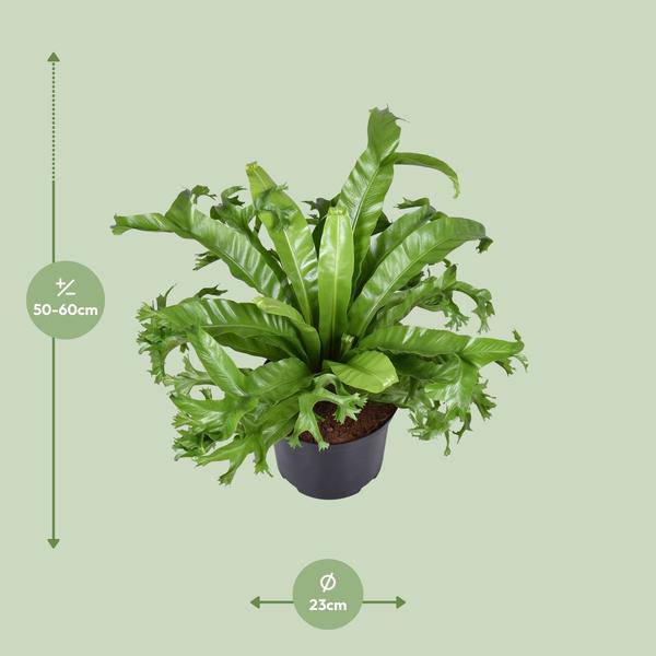 Nestfarn - Asplenium Nidus Crissie - Zimmerpflanze - Ø23cm - ↕55cm 