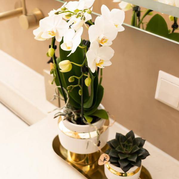 Pflanzenset – Weiße Orchidee & Sukkulente im goldenen Deko-Set – Inklusive Le Chic Ziertöpfen & Tablett – Elegante Zimmerpflanzen-Kombi 