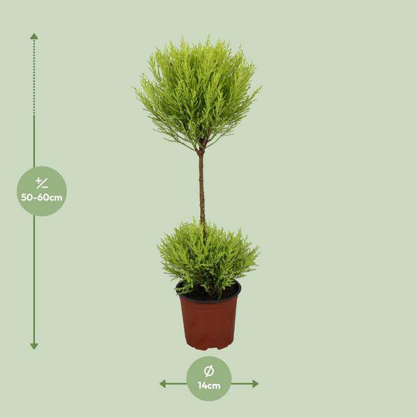 Zimmerzypresse - Cupressus Goldcrest Wilma - Ø14cm - ↕60cm 