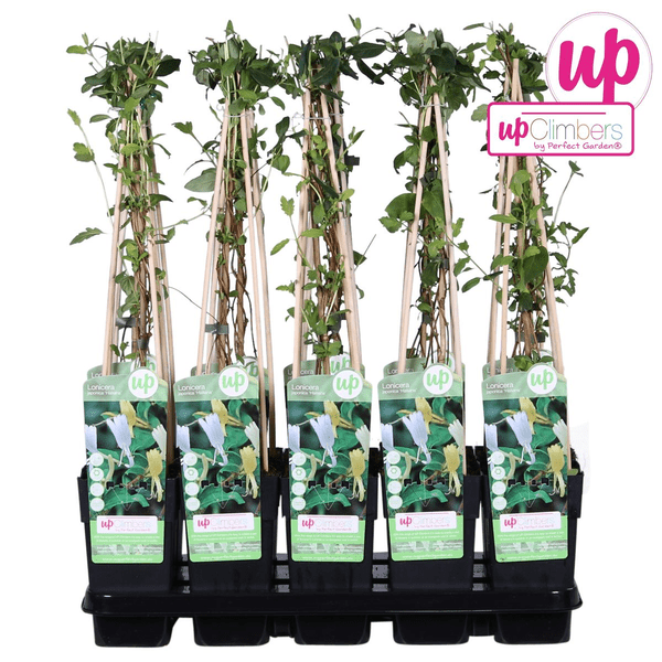 Gelbbunte Geißschlinge - Lonicera japonica 'Halliana' - Ø15cm - ↕65cm 
