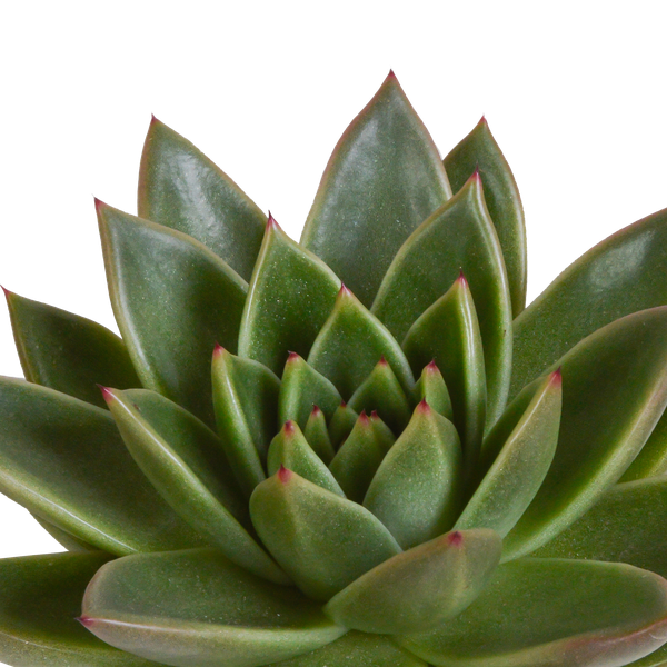 Steinrose - Echeveria - Mix  10,5 cm - 3 Stück - Zimmerpflanze - im Terrakotta-Topf 