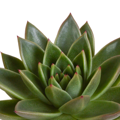 Steinrose - Echeveria - Mix  10,5 cm - 3 Stück - Zimmerpflanze - im Terrakotta-Topf 