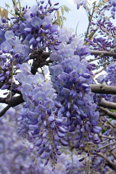 Chinesischer Blauregen - Wisteria sinensis 'Prolific' - ↨65cm - Ø15cm - 2 Stück 