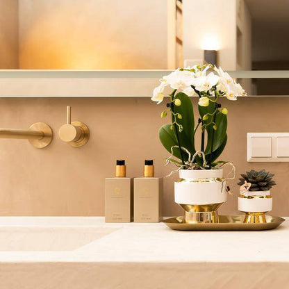 Pflanzenset – Weiße Orchidee & Sukkulente im goldenen Deko-Set – Inklusive Le Chic Ziertöpfen & Tablett – Elegante Zimmerpflanzen-Kombi 