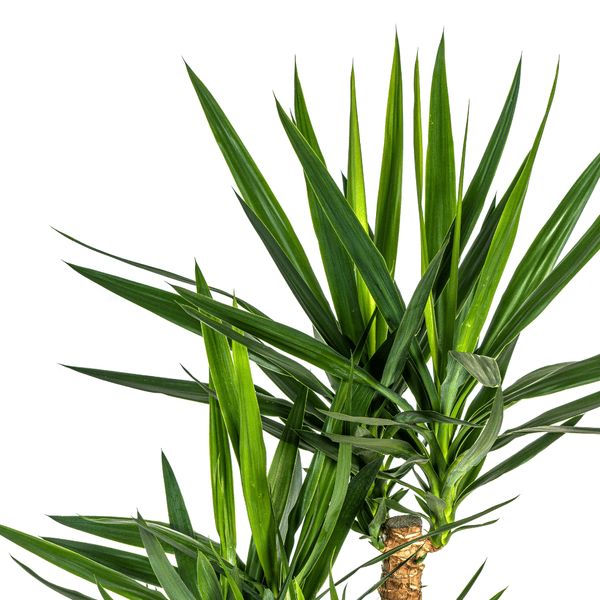 Riesen-Palmlilie - Yucca Elephantipes - Zimmerpflanze - Ø24cm - ↕90-100cm – Pflegeleicht & robust – Luftreinigend 