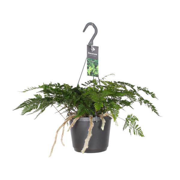 Hasenpfotenfarn - Davallia Bullata - Zimmerpflanze - Ø17cm - ↕30cm 