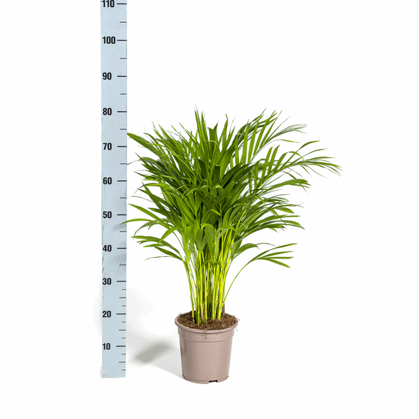 Dypsis Areca Lutescens – Goldfruchtpalme – Zimmerpflanze Ø19cm ↕80-100cm – Federartige Blätter – Tropisches Flair – Pflegeleicht 