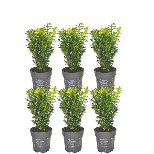 Buchsbaum - Buxus Sempervirens Hecke - 1 Meter  - ↕ 20 cm - Ø12 cm - 6 Pflanzen 